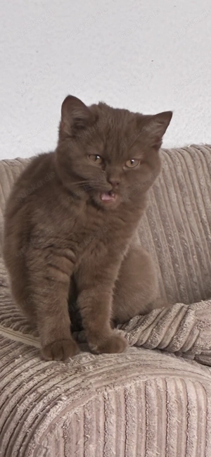 Süße BkH Schokomaus