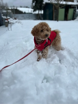 Havapoo Mädchen,  sehr verschmust & kinderlieb