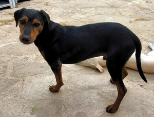 Wunderschöner Rüde Trips sucht trotz Handicap eine tolle Familie