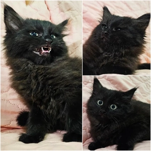 Sibirische Katzen Baby zum verkaufen 