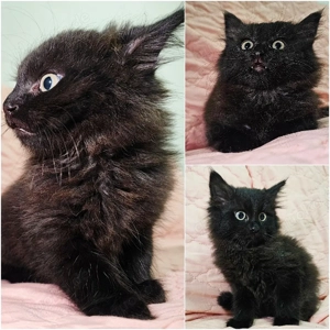 Sibirische Katerchen zu verkaufen  wir suchen eine liebevolle neue Familie