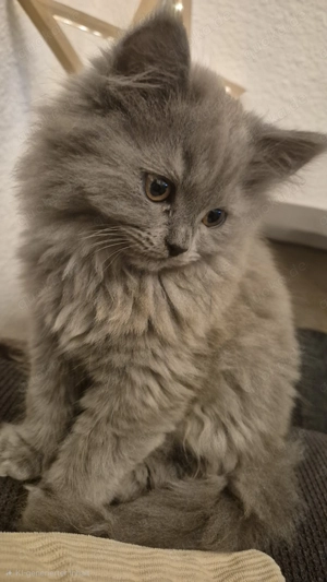 BKH Kitten abzugeben