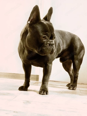 Deckfrenchie Carlo - französische Bulldogge