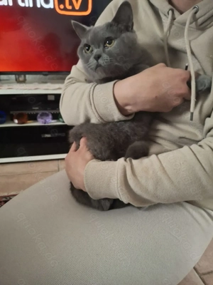 Britisch Kurzhaar zu verkaufen 