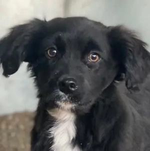 Pingu, geb. ca. 09 2025, lebt in GRIECHENLAND, auf einer privaten Pflegestelle