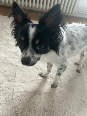 Chihuahua Rüde, 11 Monate   liebevolles Zuhause gesucht