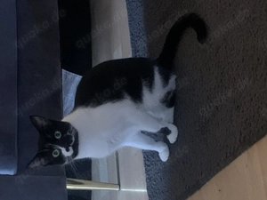 Dringend ein Zuhause gesucht 