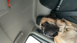 Old Englisch Mastiff Dame Familienhund  Bild 4