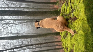 Old Englisch Mastiff Dame Familienhund  Bild 2