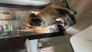 Old Englisch Mastiff Dame Familienhund  Bild 5
