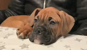 Deutsche Boxer Welpin