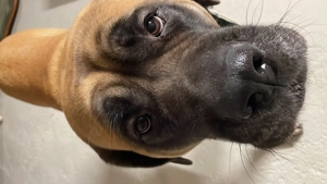 Old Englisch Mastiff Dame Familienhund  Bild 3