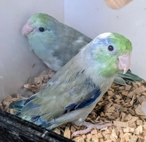 Junge Blaugenick-Sperlingspapageien