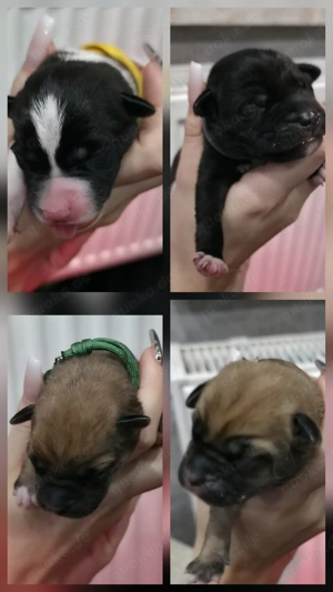 wunderschöne Schäferhund-Mischlingswelpen  Bild 4