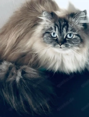 Liebevolles Zuhause für Perser Katze gesucht