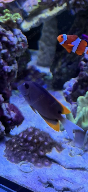 Doktorfisch Borstenzahndoktor Tomini Meerwasser