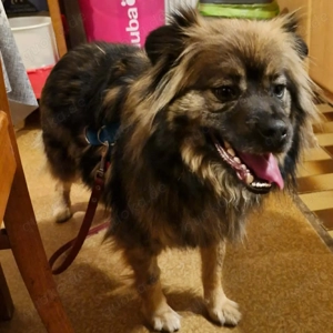 Bucky - ein liebenswerter Bub