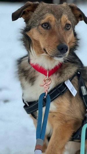 Haily - sucht geduldige Herzensmenschen