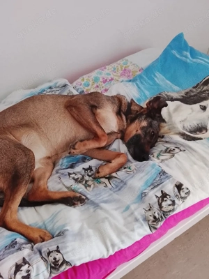 Habe eine süsse hundin zu verkaufen 