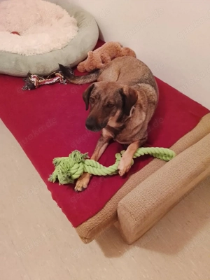 Hallo ich mus dringend bald wie möglich meine hündin in gute hände verkaufen 