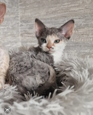 Hübsches Devon Rex Kitten kann ab sofort mit 12 Wochen umziehen 