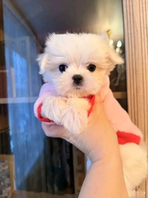 Malteser mini toy welpen