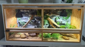 Terrarium inkl. 3 Leopardgekkos