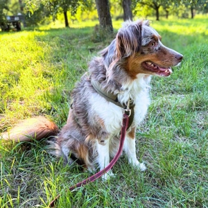 Holly - suchen ländliches,ruhiges Zuhause