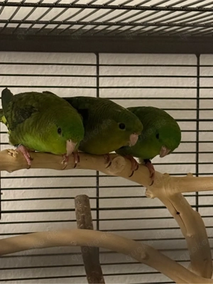 Drei Katharinasittiche