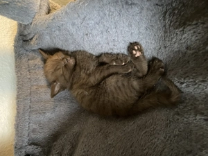 BKH Kitten Babykatzen