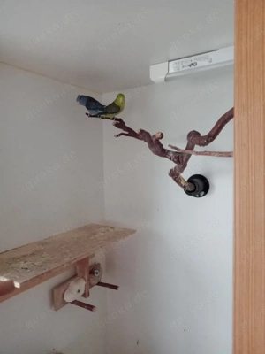 Blaugenick Sperlingspagei 