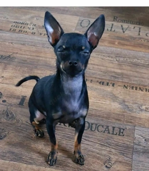 SUCHE  Chihuahua oder Mix