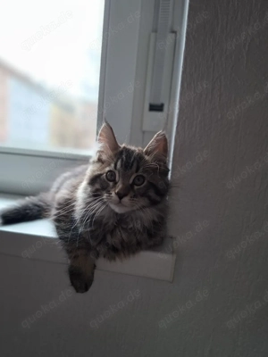 Maine-Coon-Kitten 