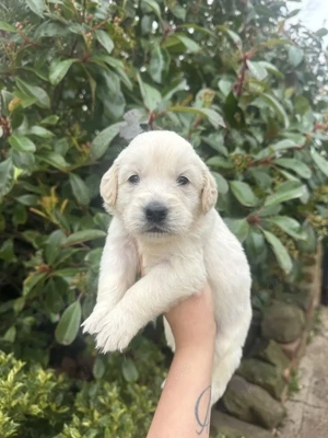 Golden-Retriever-Welpen