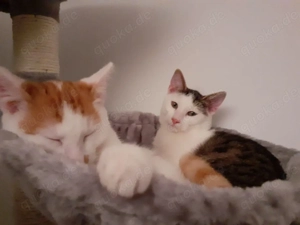 Apollo und Morpheus suchen liebevolles Zuhause