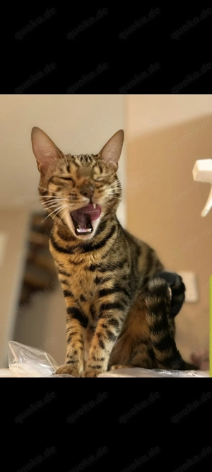 Liebevolles Zuhause für meine Katze gesucht