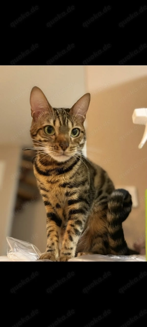 Liebevolles Zuhause für meine Katze gesucht