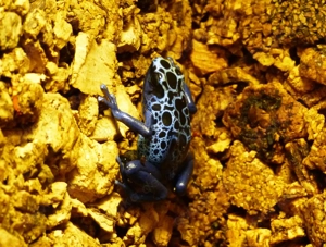 Dendrobates azureus (Blaue Pfeilgiftfrösche)