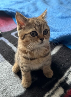 Britisch Kurzhaar Kitten 3 Mädchen & 1 Kater