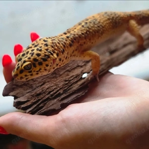 1.0 Leopardgecko Giant Blood Afghan