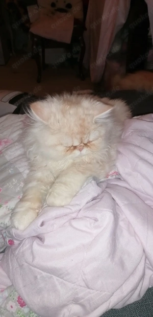 Baby katze Perser Mädchen.