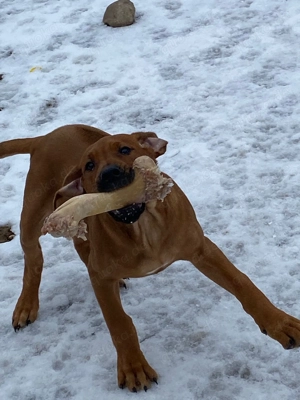 Rhodeisian-Rhidgeback-Welpen & Junge wundervolle, sozialisierte Löwenjäger sind da und suchen Euch
