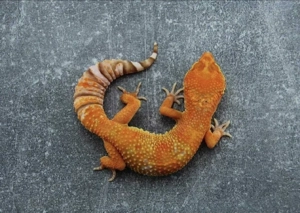 1.0 Leopardgecko Bell Stonewash