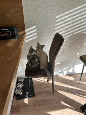    Zwei liebe Katzen-Geschwister suchen gemeinsam ein Zuhause Bild 3
