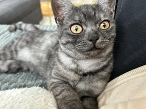    Zwei liebe Katzen-Geschwister suchen gemeinsam ein Zuhause Bild 2