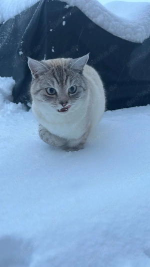    Zwei liebe Katzen-Geschwister suchen gemeinsam ein Zuhause Bild 4