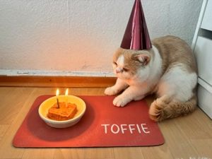 Deckkater sucht Bekanntschaften