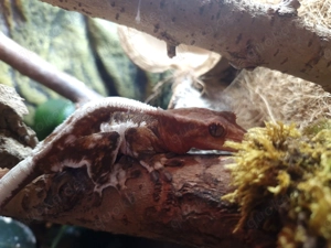 0.1 Correlophus ciliatus 