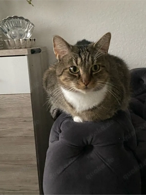 Europäisch Kurzhaar Kater Simba 