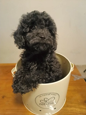 Mini Toypudel Welpe - Hündin